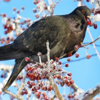 *   *   * :: Сергей Медведев
