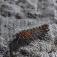 Пришелец :: Андрей C