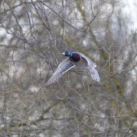 кряква в полете :: юрий макаров