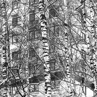 Березки. :: Юрий Журавлев