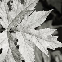 Фотография :: Денис Безногов