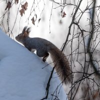 *** :: Владимир Безбородов *** :: Владимир Безбородов