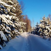 на солнечной поляночки :: Владимир 