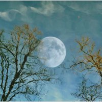 ЛУНА... :: Elvira E. 