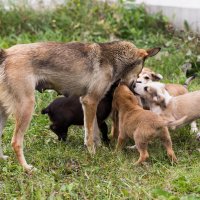 Мама :: Игорь Шевченко