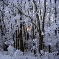 Зима. :: Александр. AVG100 ---