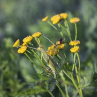 *** :: Александр. AVG100 ---