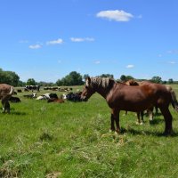 Донские зарисовки. :: Виктор 
