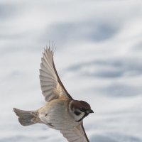 3 :: Сергей Флетчер