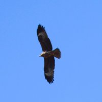 коршун :: Аркадий Басович