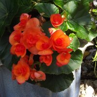 Бегония :: Freddy 97