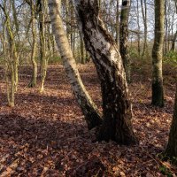 В январском лесу... :: Николай Гирш