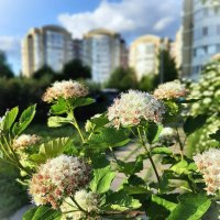 ☼ :: Ирина Via