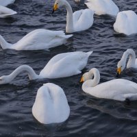 Ныряем вместе :: Наталия Григорьева