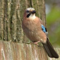 ... :: Вячеслав Минаев