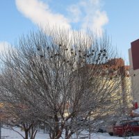 Воробьи на ветках :: Андрей Макурин