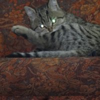 мурзик :: СЕРГЕЙ ФИЛОЧКИН