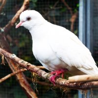 Египетская смеющаяся горлица :: Aida10 