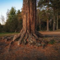 Могучий ствол и корни! Всем такой жизненной энергии! :: Лилия *
