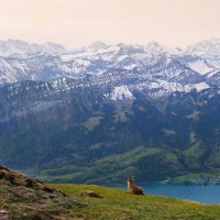 spring :: Elena Wymann