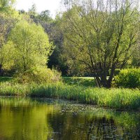 Озеро в парке :: Ирина Крохмаль Озеро в парке :: Ирина Крохмаль