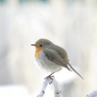 11 :: Николай Я