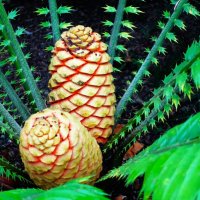 Женские шишки Энцефаляртоса :: Aida10 