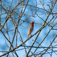 Чечевица :: Владимир Лазарев