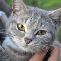 Кошка Мася) :: Prizrak 777