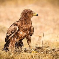 Фото репортаж из зоопарка -12 :: irina Schwarzer 