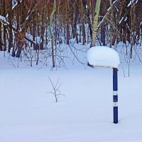 В роли "снегомера"! :: Владимир 