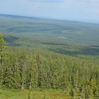 Скоро лес. :: ВикТор Быстров