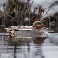 чирок свистунок :: юрий макаров чирок свистунок :: юрий макаров