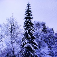 Лесная красавица :: Людмила Смородинская