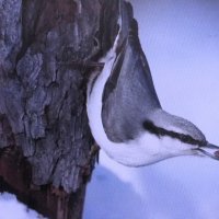 Поползень :: Людмила Смородинская