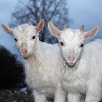 Двое из ларца одинаковы с лица :: Лариса С.