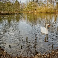 Пруд :: Jakob Dick