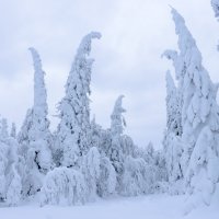 Лесная сказка :: Галина Ильясова