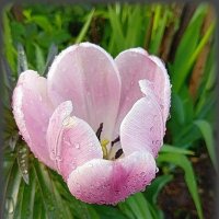 Нежный тюльпан в каплях дождя :: Наталья ***