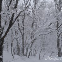 Природа Крыма :: Amazing Cosmea