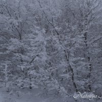 Природа Крыма :: Amazing Cosmea Природа Крыма :: Amazing Cosmea