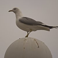 далеко смотрю :: Владимир Зырянов