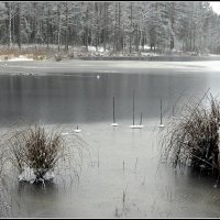 Первый морозец :: Aleksandr Gal