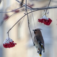 В морозный день. :: Вадим Басов
