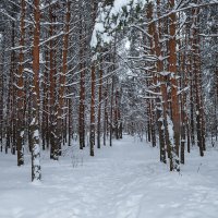 Зима в сосновом бору :: Александр Синдерёв