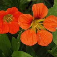 Настурция :: Freddy 97