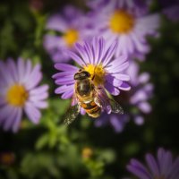 *** :: Александр. AVG100 ---