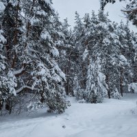 Снежная зима :: Александр Синдерёв