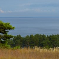 Куршская коса. :: Константин 