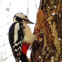 Обрабатывает шишку :: Андрей Снегерёв